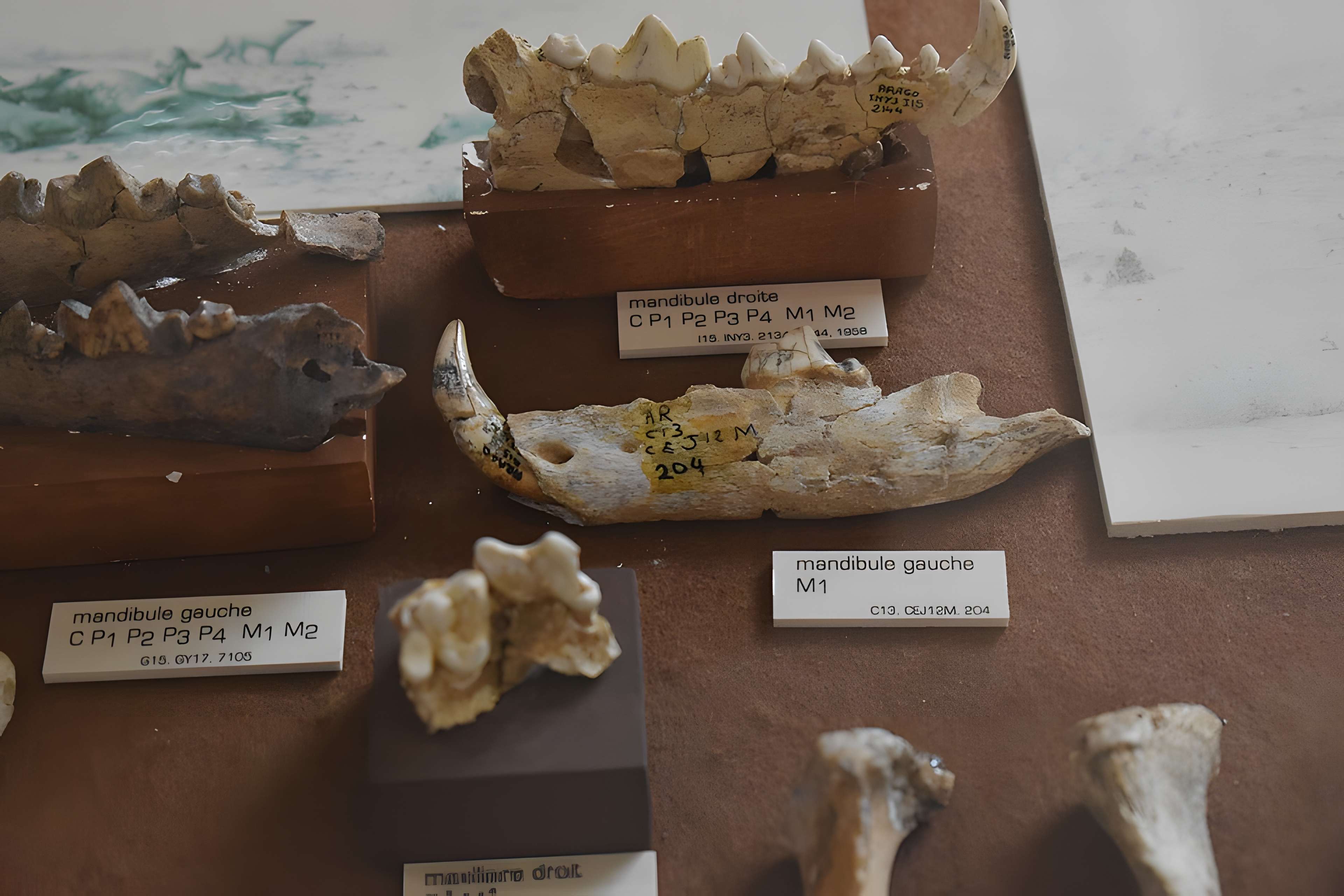 Musée de Tautavel : Centre européen de la Préhistoire