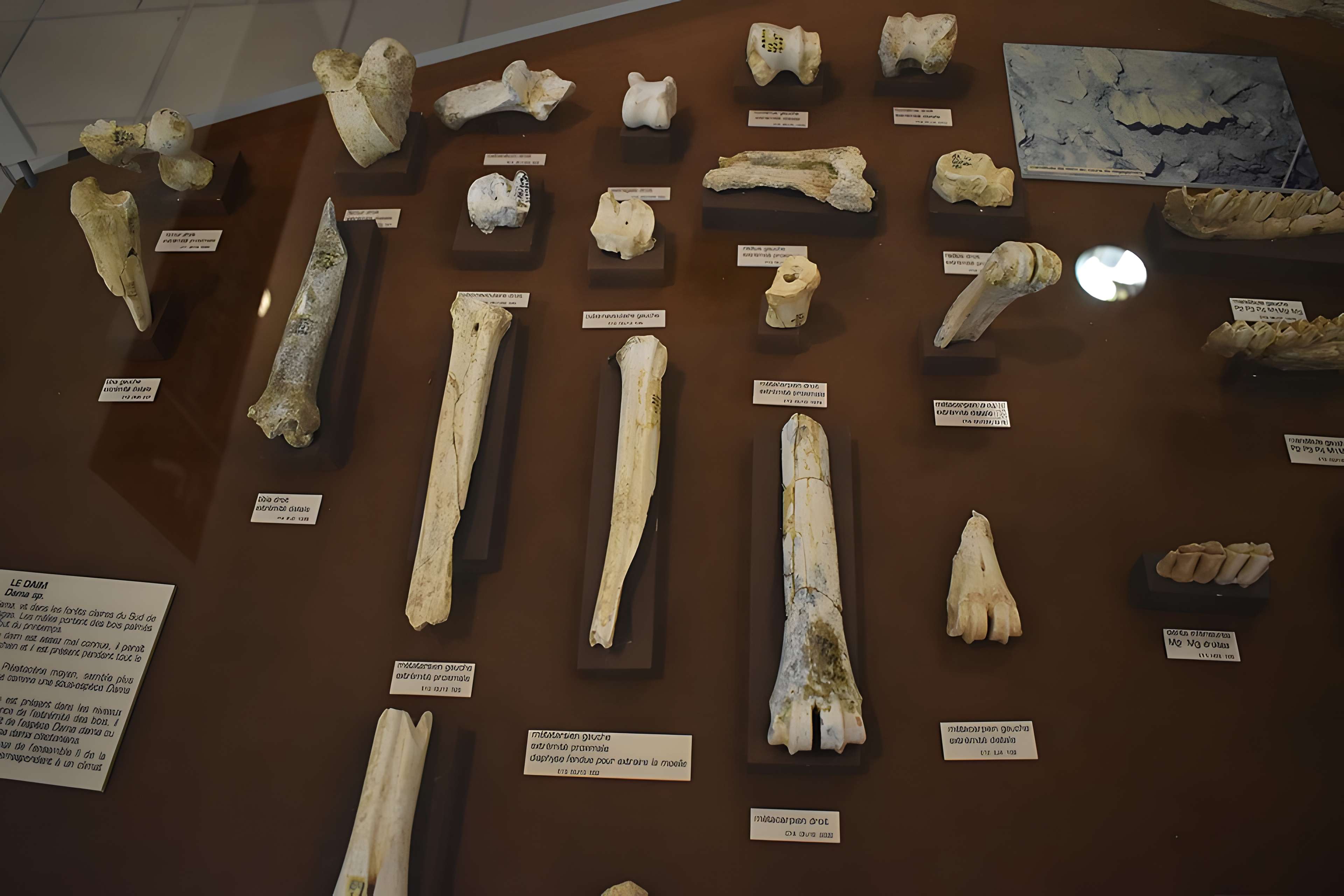 Musée de Tautavel : Centre européen de la Préhistoire