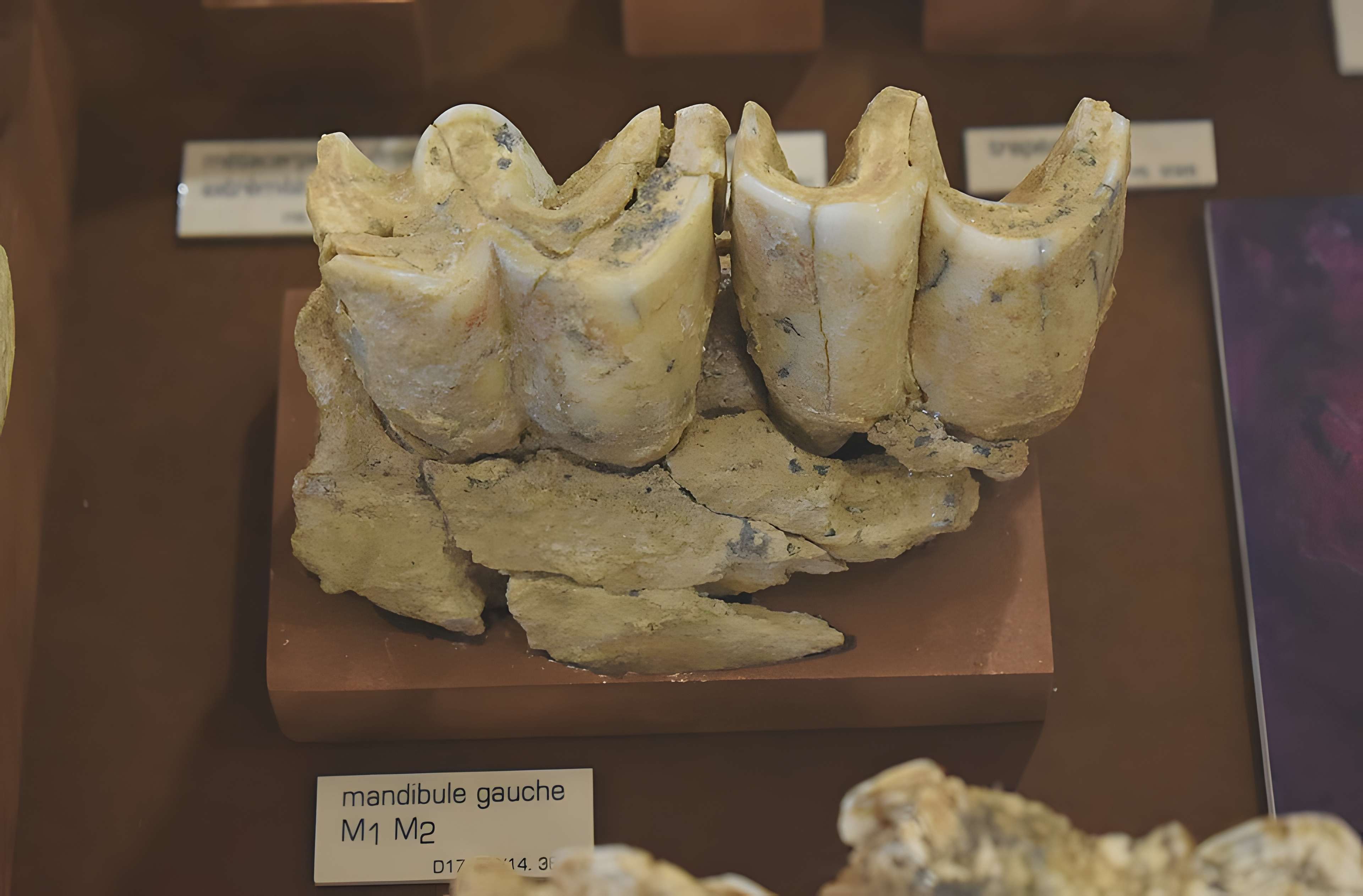 Musée de Tautavel : Centre européen de la Préhistoire