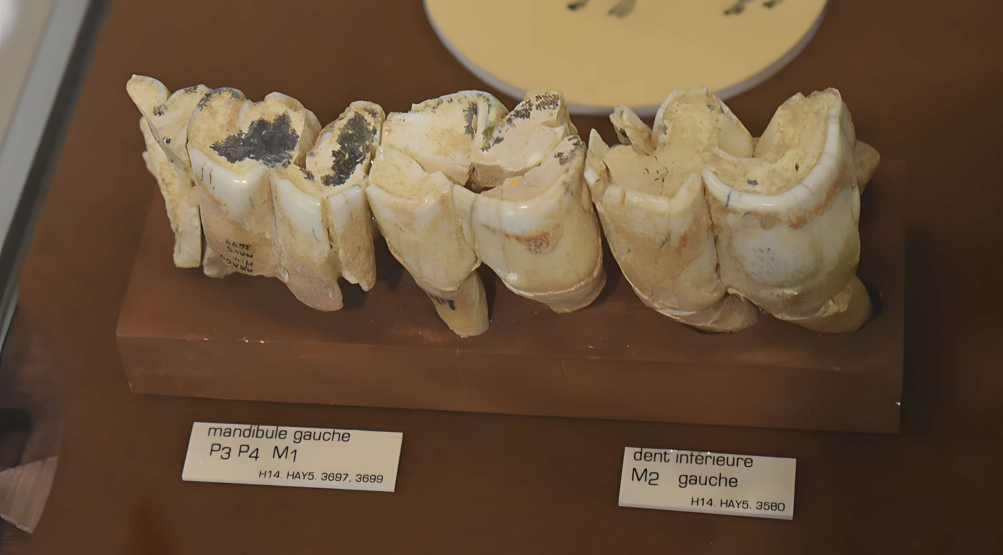 Musée de Tautavel : Centre européen de la Préhistoire