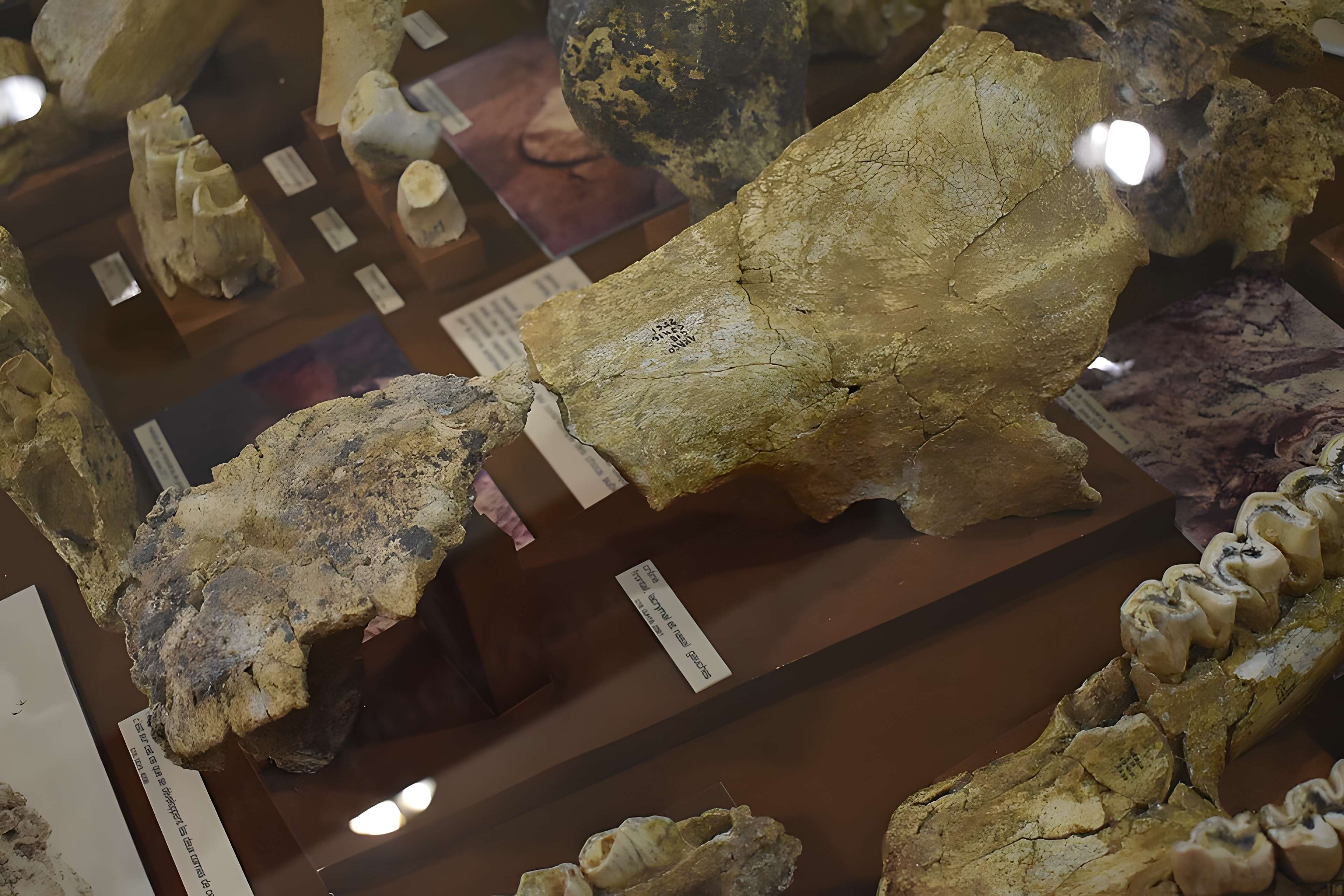 Musée de Tautavel : Centre européen de la Préhistoire