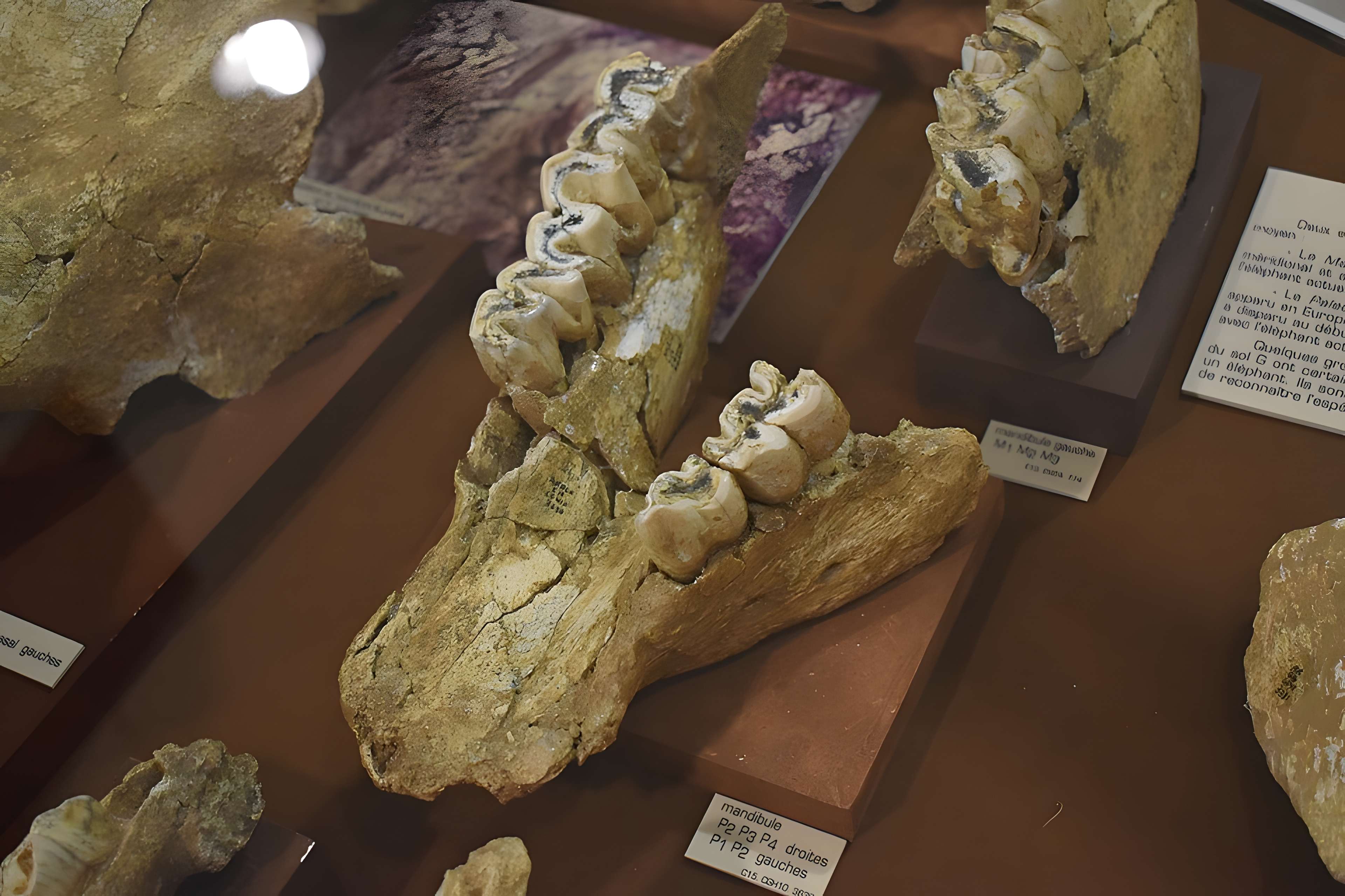 Musée de Tautavel : Centre européen de la Préhistoire