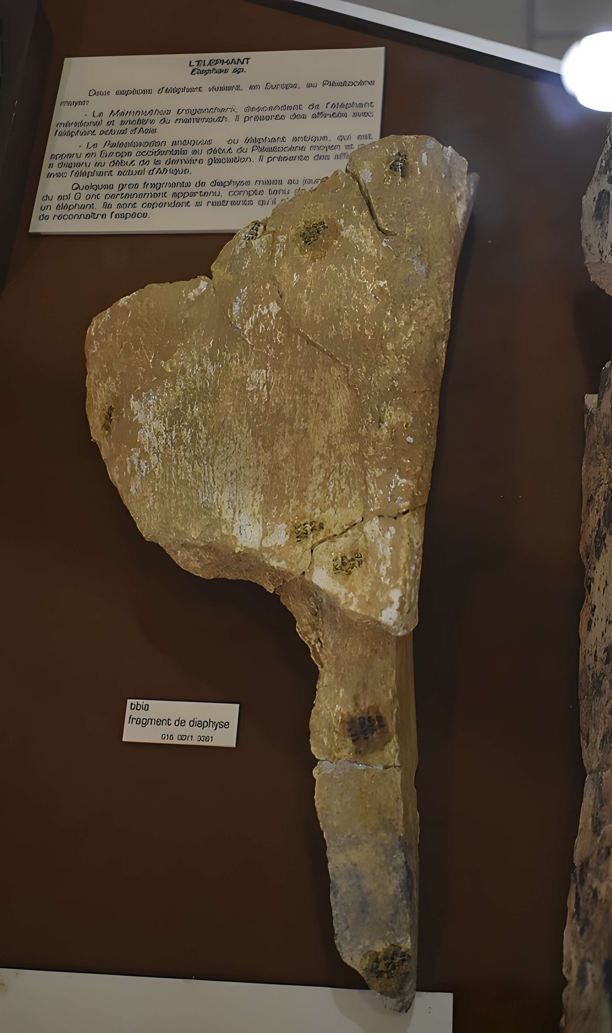 Musée de Tautavel : Centre européen de la Préhistoire