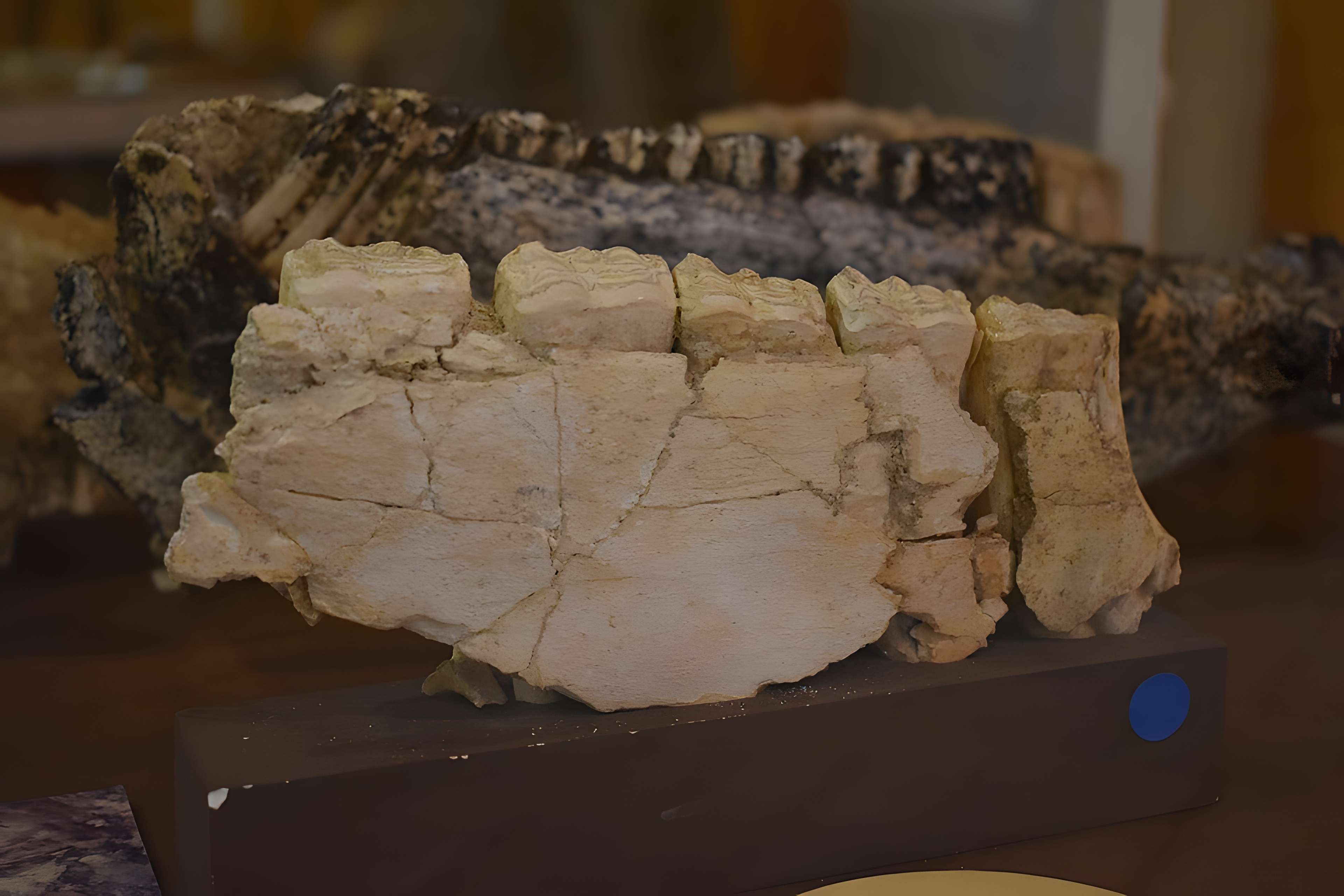 Musée de Tautavel : Centre européen de la Préhistoire