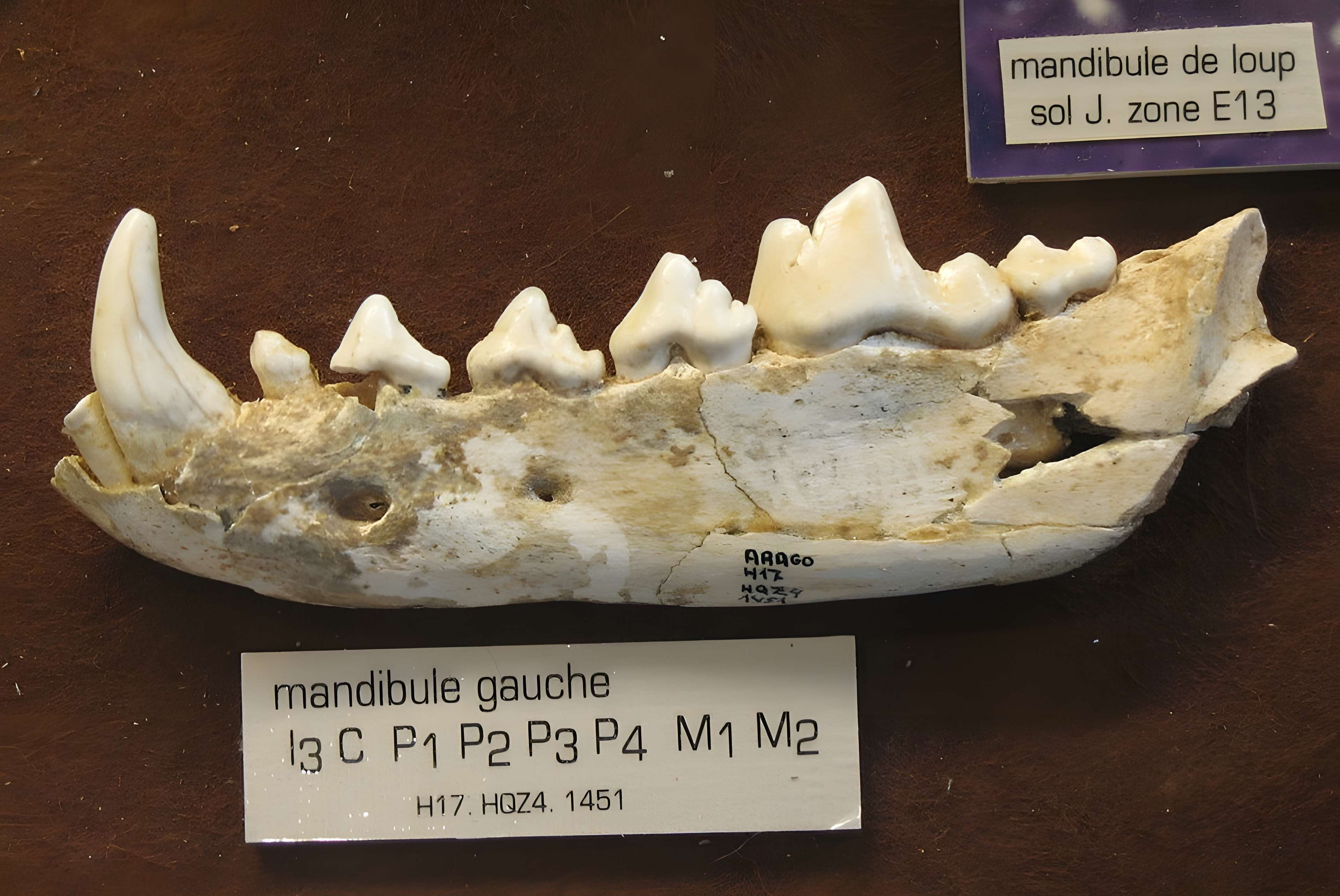 Musée de Tautavel : Centre européen de la Préhistoire