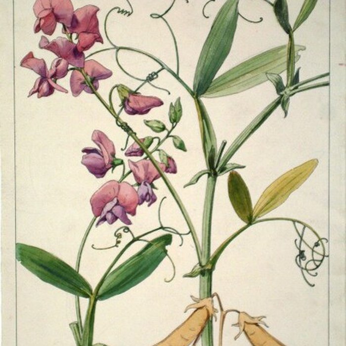 Photo de Musée de lÉcole de Nancy