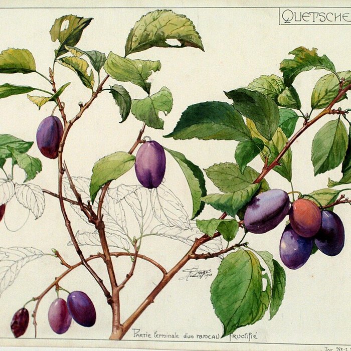 Photo de Musée de lÉcole de Nancy