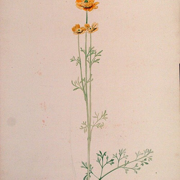 Photo de Musée de lÉcole de Nancy