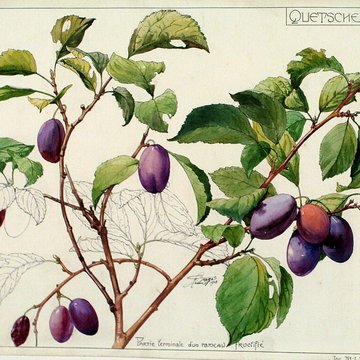 Musée de lÉcole de Nancy