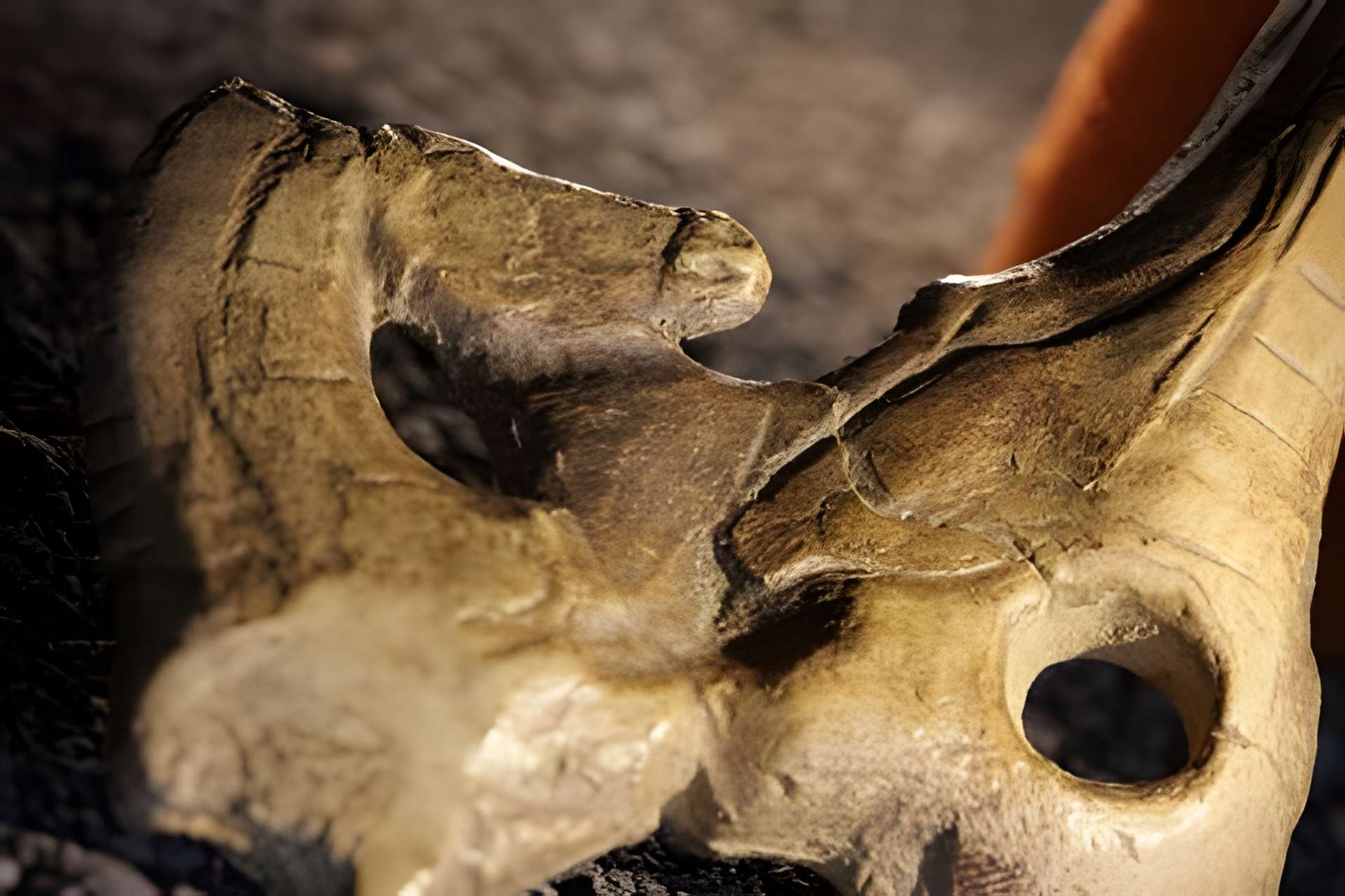 Musée de la préhistoire du Mas-d'Azil 