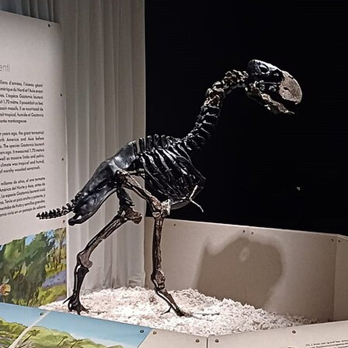 Photo de Muséum de Toulouse : Histoire naturelle et éthnologie