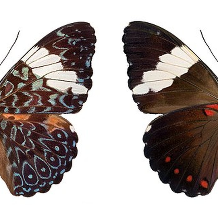 Photo de Muséum de Toulouse : Histoire naturelle et éthnologie