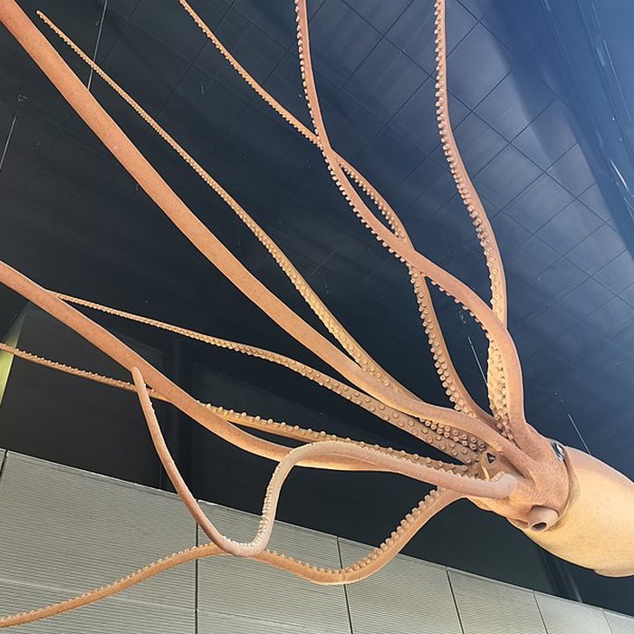 Photo de Muséum de Toulouse : Histoire naturelle et éthnologie