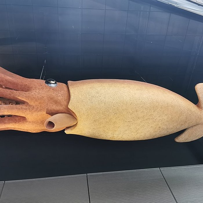 Photo de Muséum de Toulouse : Histoire naturelle et éthnologie