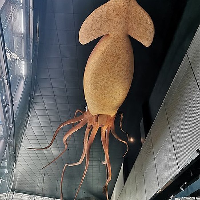 Photo de Muséum de Toulouse : Histoire naturelle et éthnologie