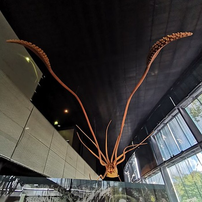 Photo de Muséum de Toulouse : Histoire naturelle et éthnologie