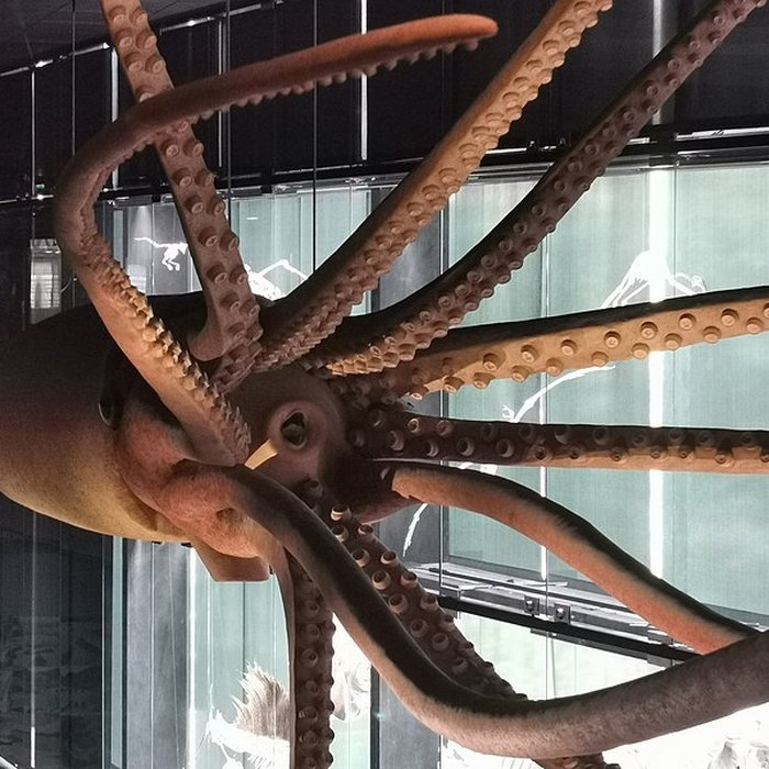 Photo de Muséum de Toulouse : Histoire naturelle et éthnologie