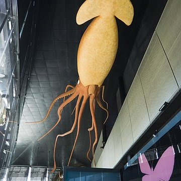 Muséum de Toulouse : Histoire naturelle et éthnologie