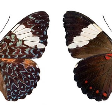 Muséum de Toulouse : Histoire naturelle et éthnologie