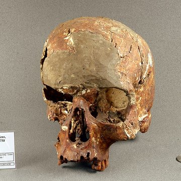 Muséum de Toulouse : Histoire naturelle et éthnologie