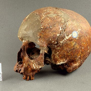 Muséum de Toulouse : Histoire naturelle et éthnologie