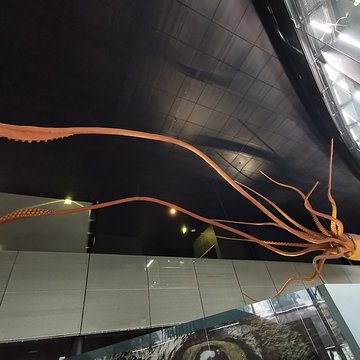 Muséum de Toulouse : Histoire naturelle et éthnologie