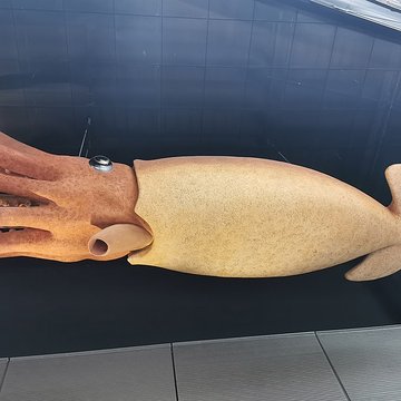 Muséum de Toulouse : Histoire naturelle et éthnologie