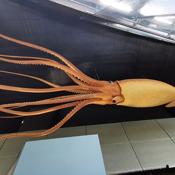 Muséum de Toulouse : Histoire naturelle et éthnologie