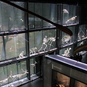 Muséum de Toulouse : Histoire naturelle et éthnologie