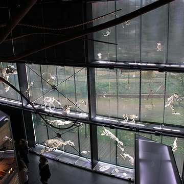 Muséum de Toulouse : Histoire naturelle et éthnologie