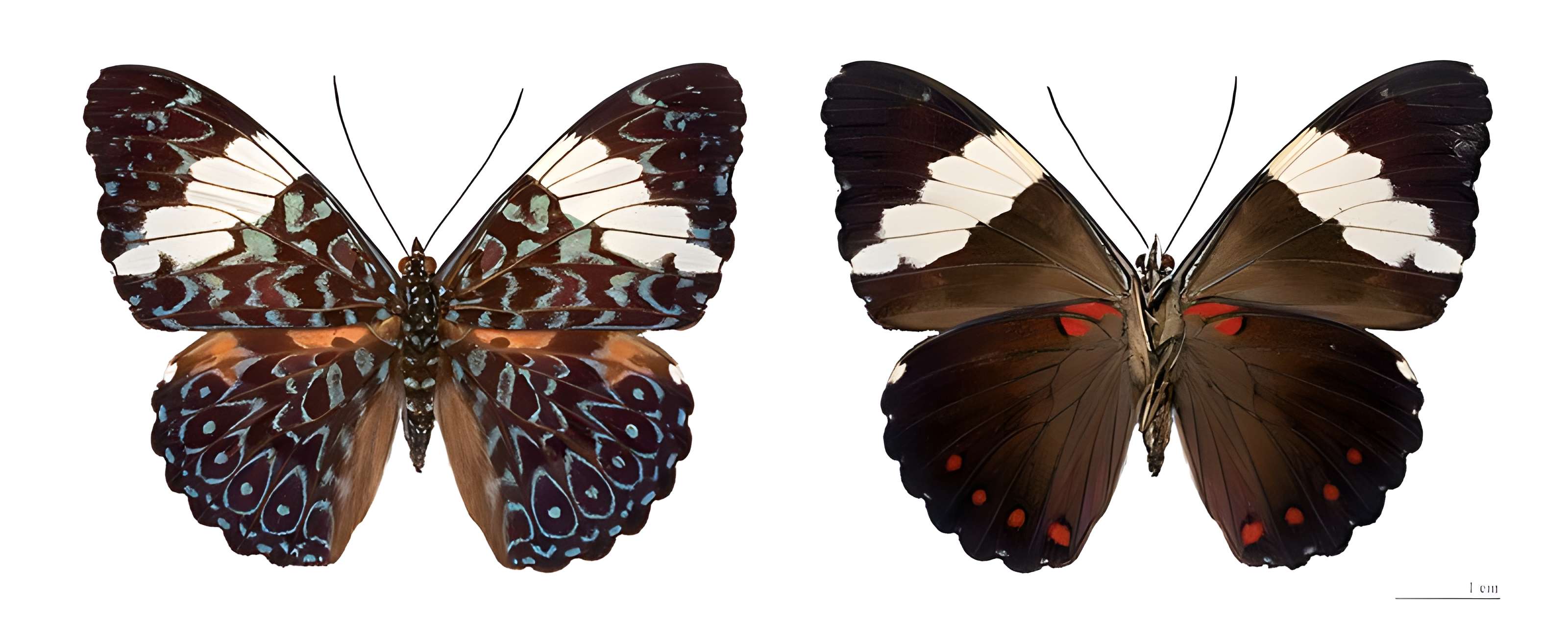 Muséum de Toulouse : Histoire naturelle et éthnologie