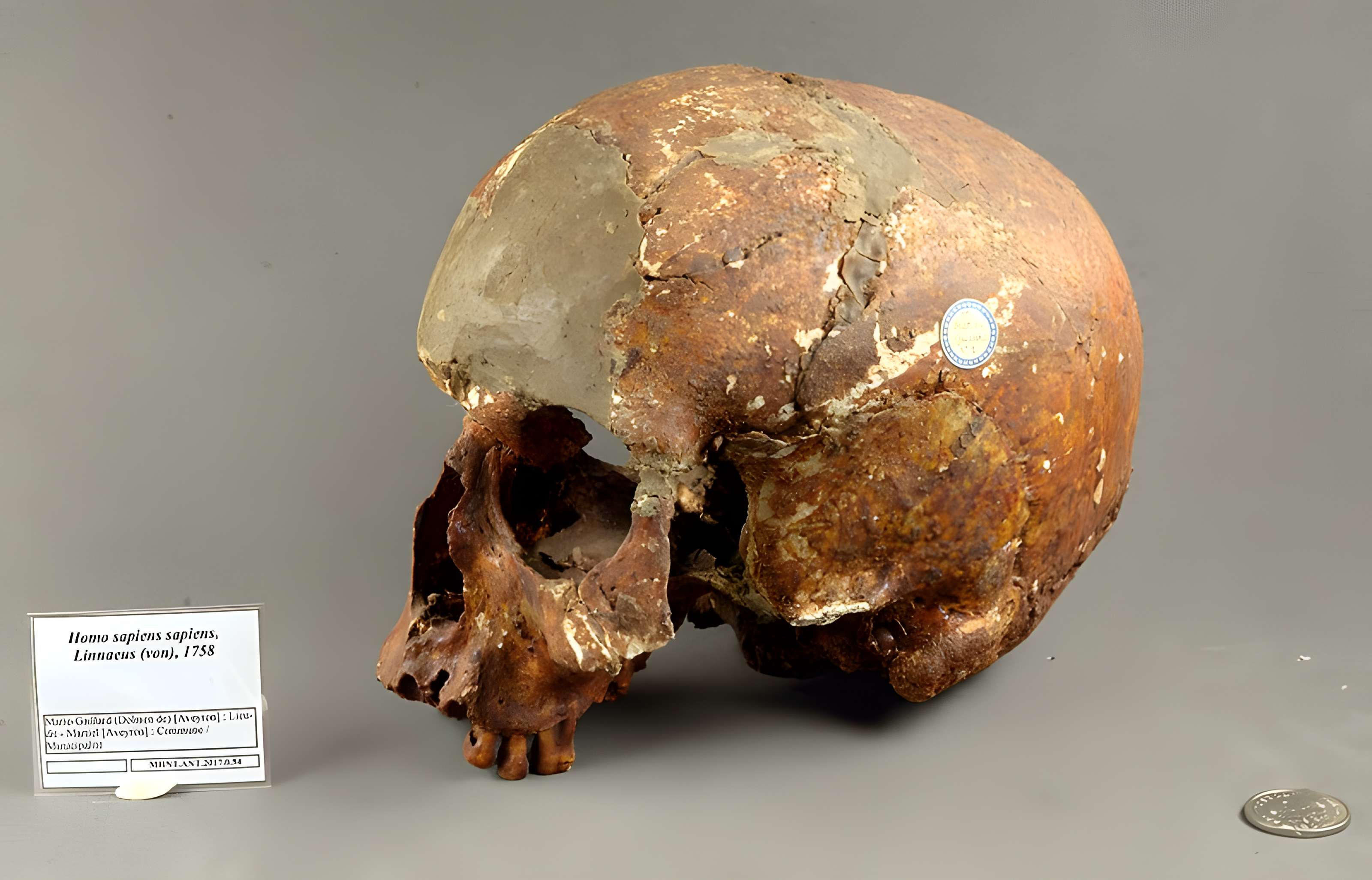 Muséum de Toulouse : Histoire naturelle et éthnologie