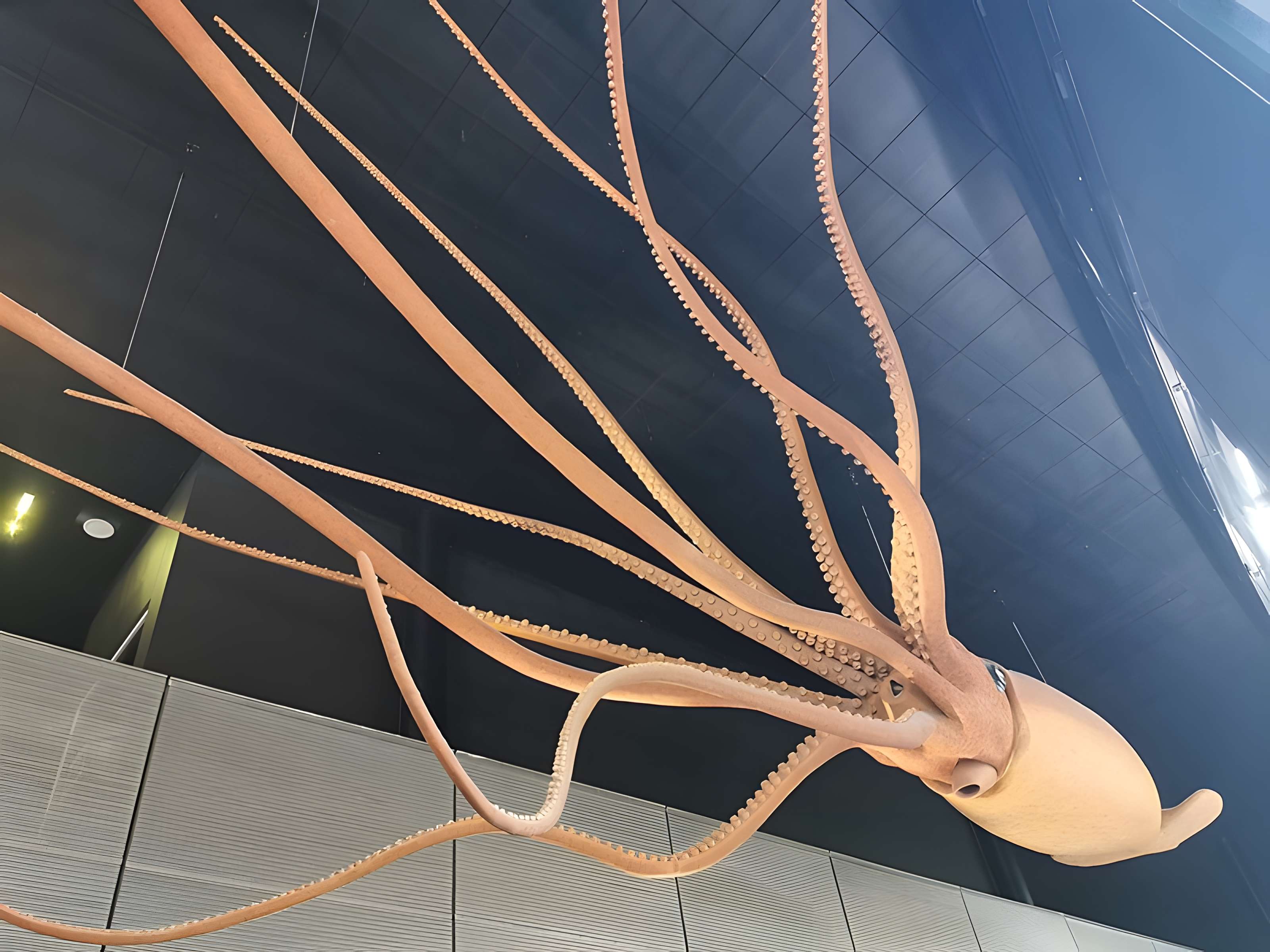 Muséum de Toulouse : Histoire naturelle et éthnologie