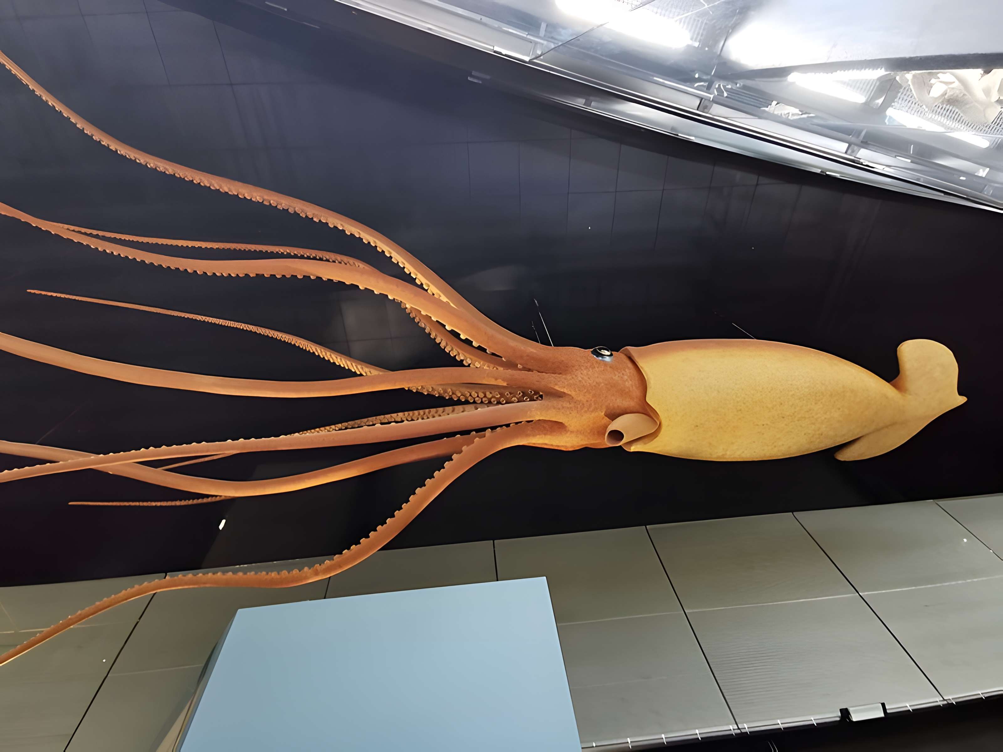 Muséum de Toulouse : Histoire naturelle et éthnologie