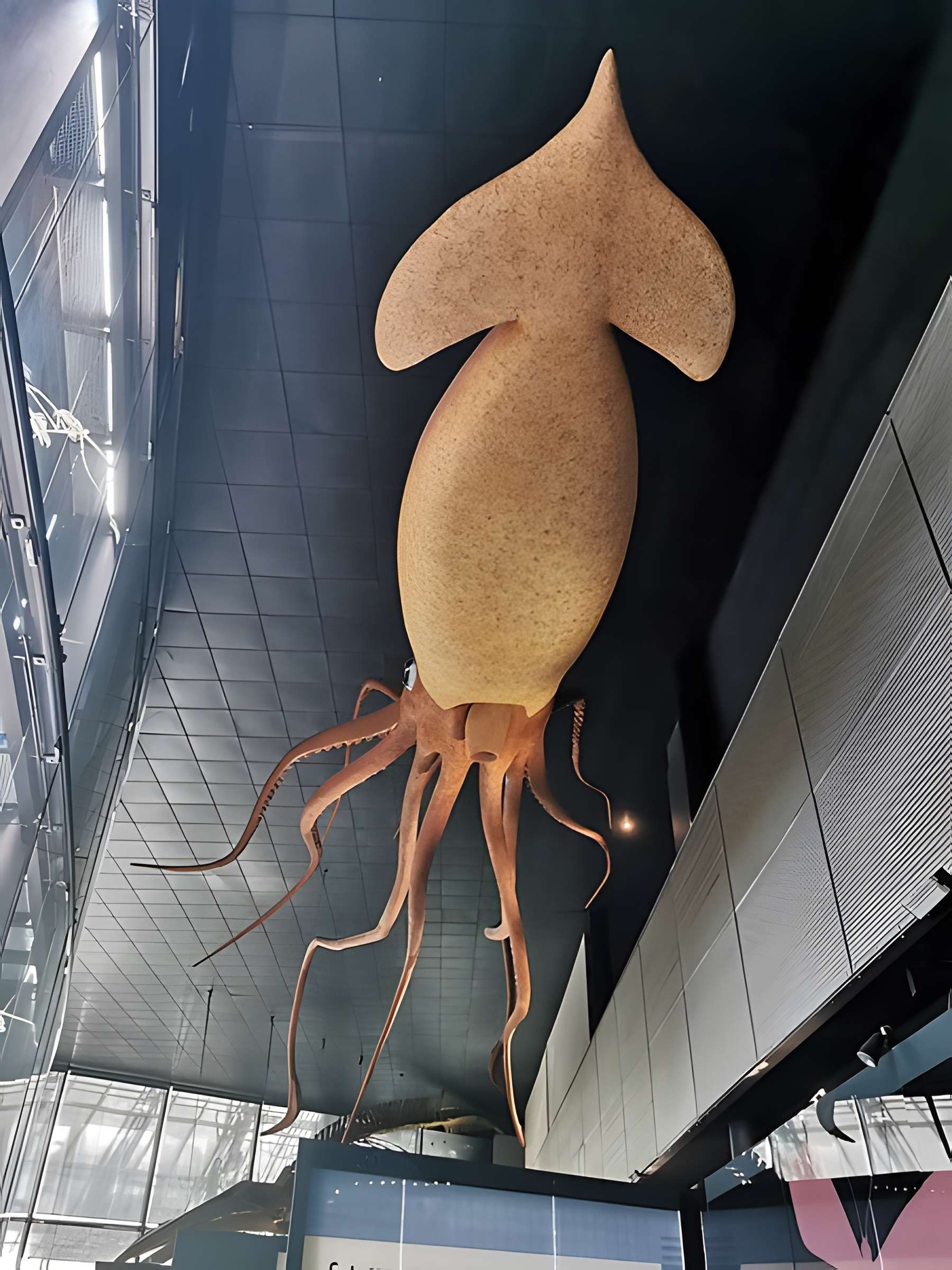 Muséum de Toulouse : Histoire naturelle et éthnologie