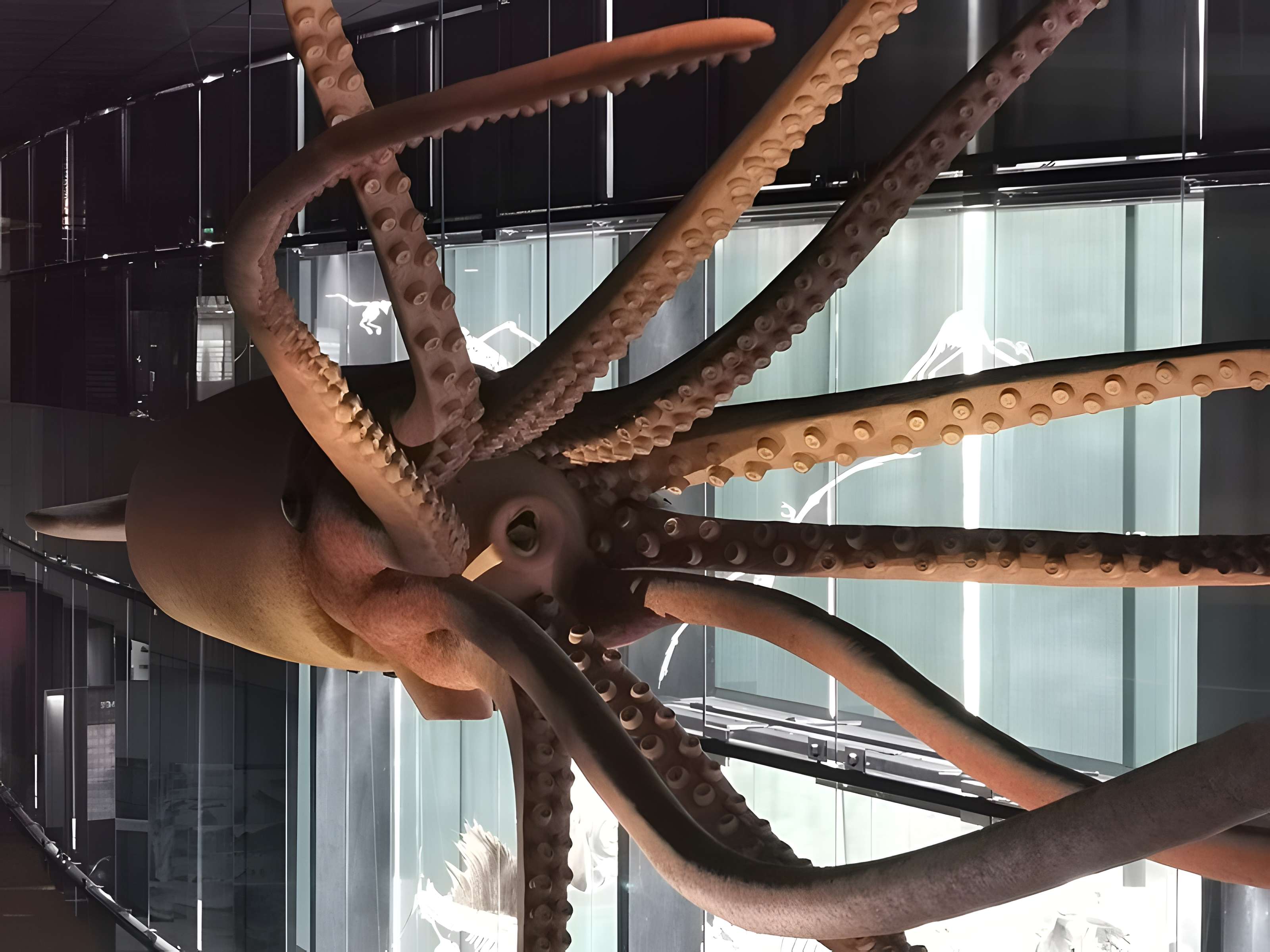 Muséum de Toulouse : Histoire naturelle et éthnologie