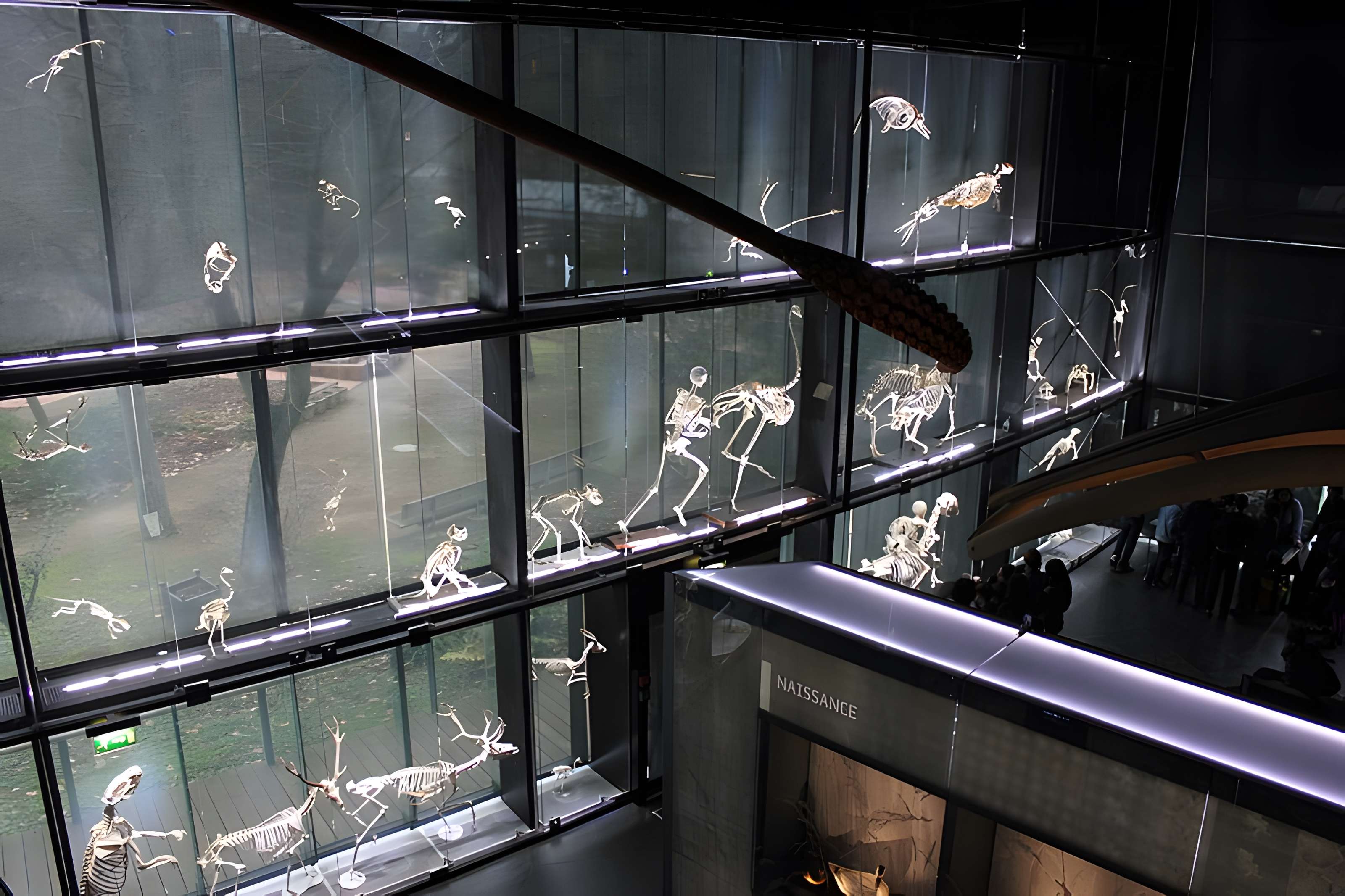 Muséum de Toulouse : Histoire naturelle et éthnologie