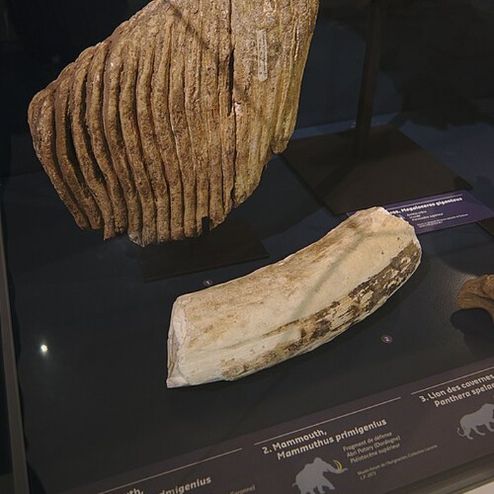 Photo de Musée Forum de lAurignacien