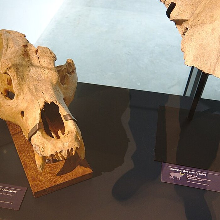 Photo de Musée Forum de lAurignacien