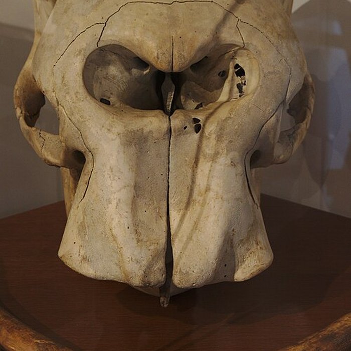 Photo de Musée Forum de lAurignacien