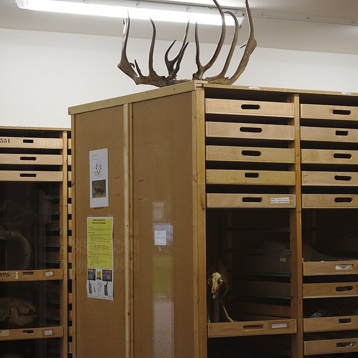 Photo de Musée Forum de lAurignacien