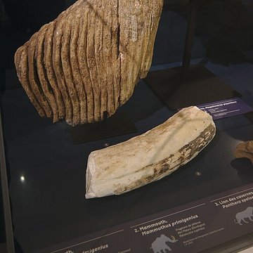 Musée Forum de lAurignacien