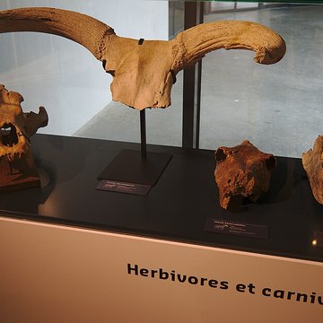 Musée Forum de lAurignacien