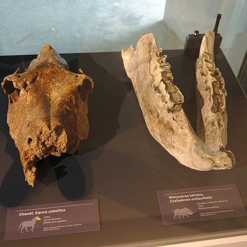 Musée Forum de lAurignacien