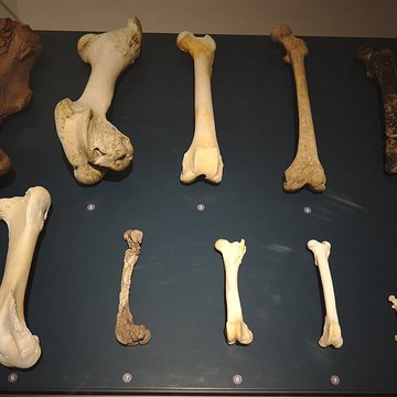 Musée Forum de lAurignacien