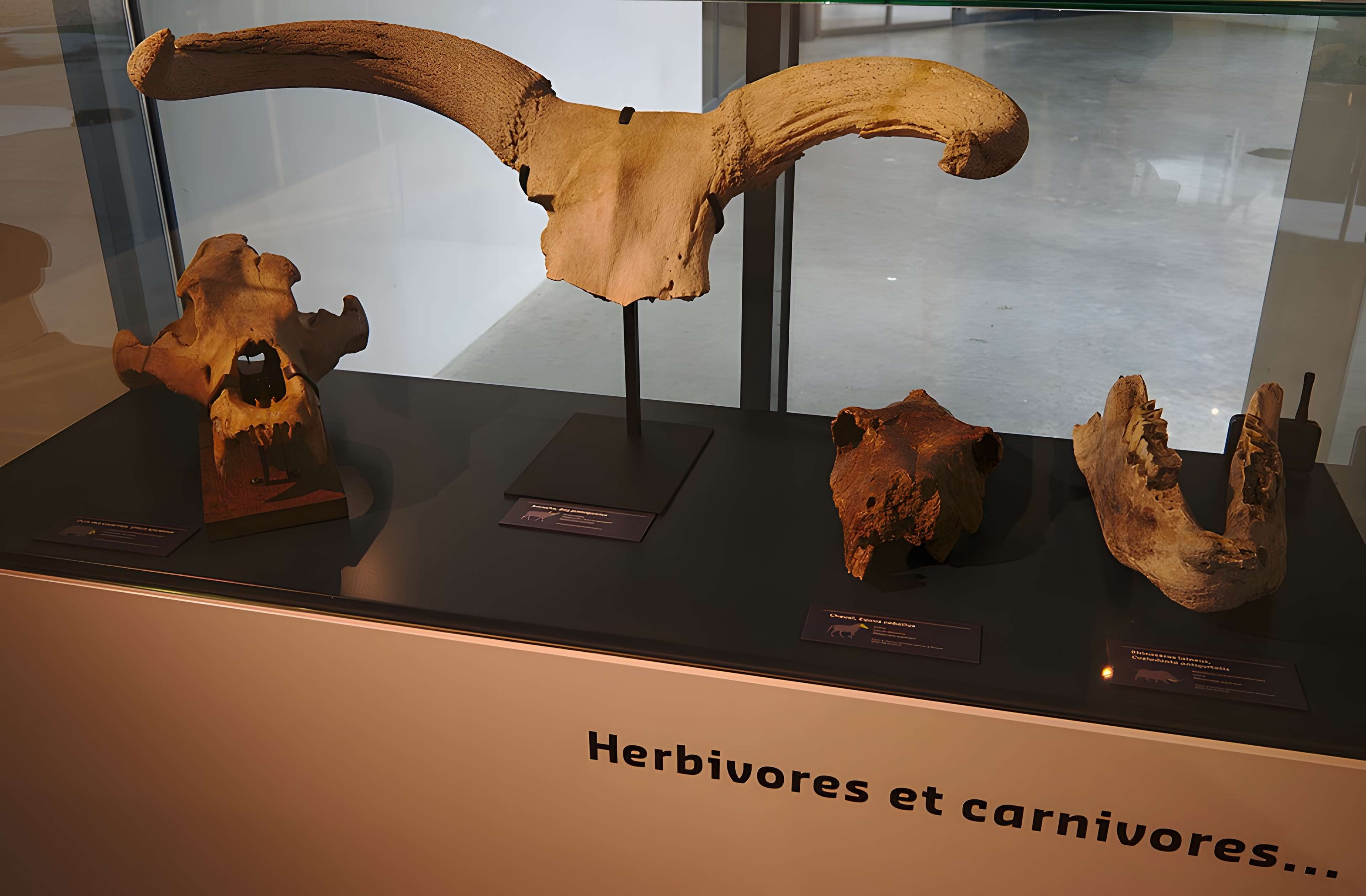 Musée Forum de l'Aurignacien