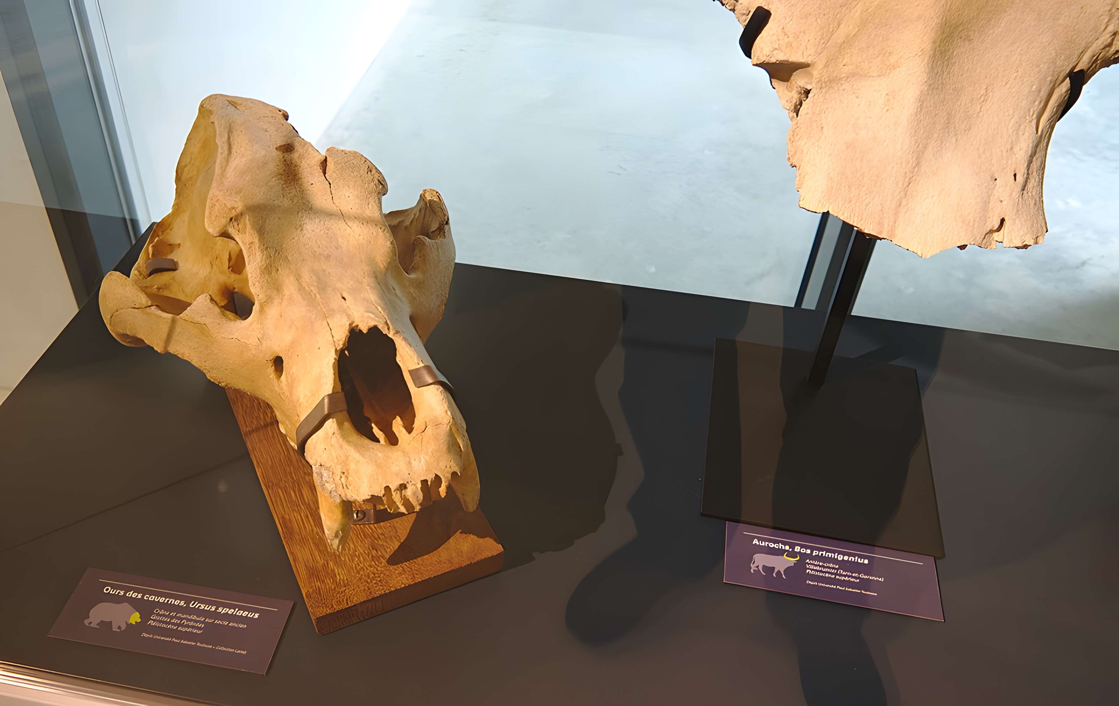 Musée Forum de l'Aurignacien