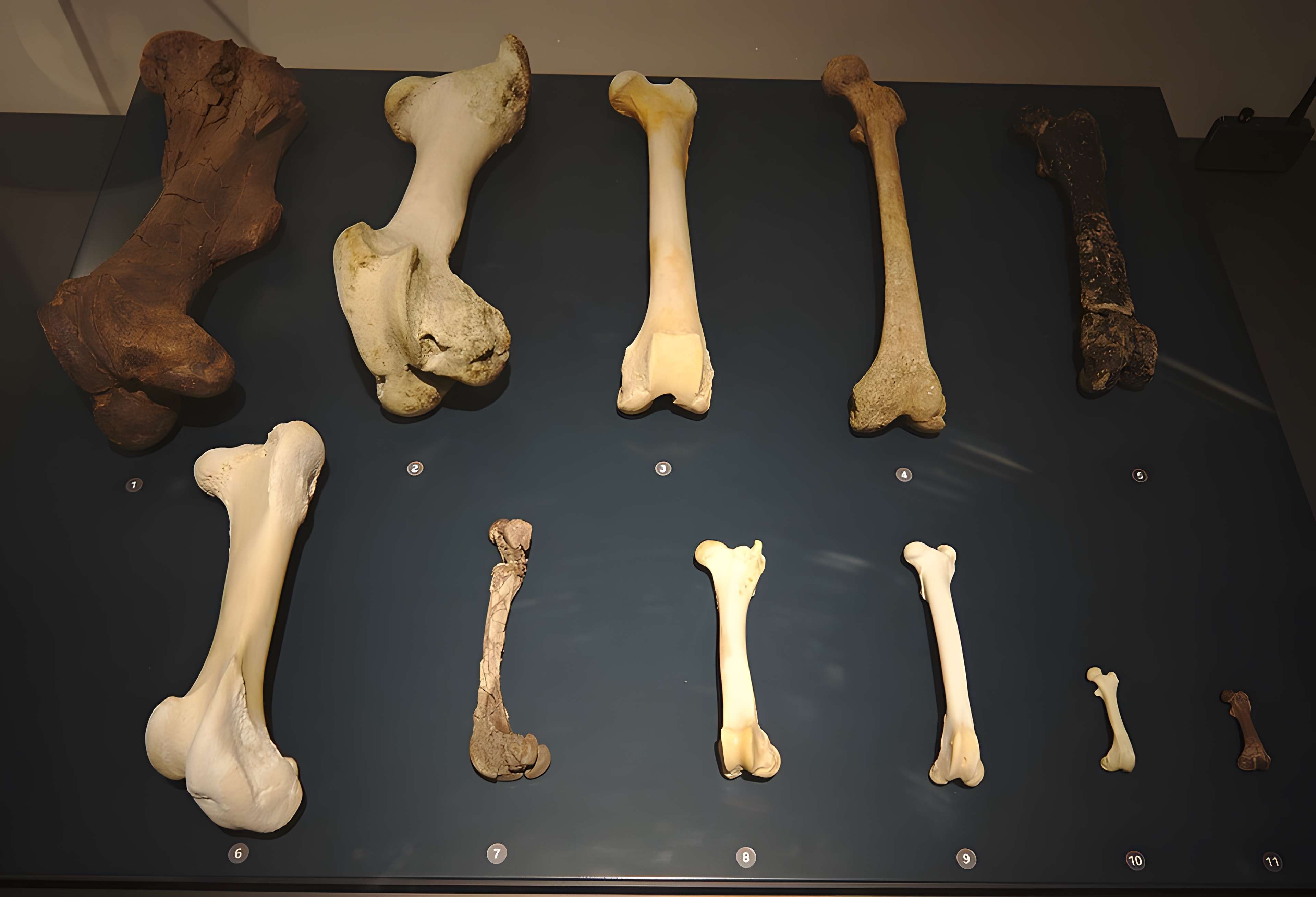 Musée Forum de l'Aurignacien