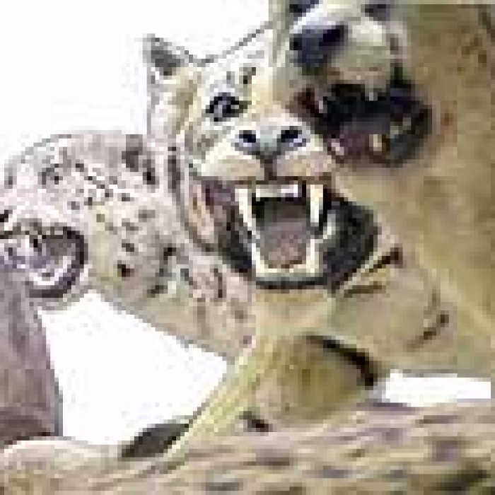 Photo de Musée dhistoire naturelle Victor-Brun à Montauban