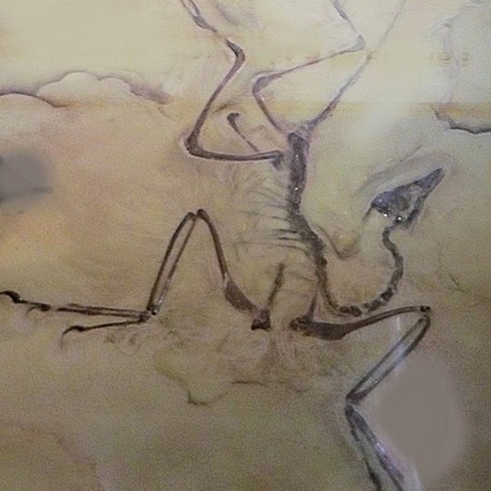 Photo de Musée dhistoire naturelle de Lille